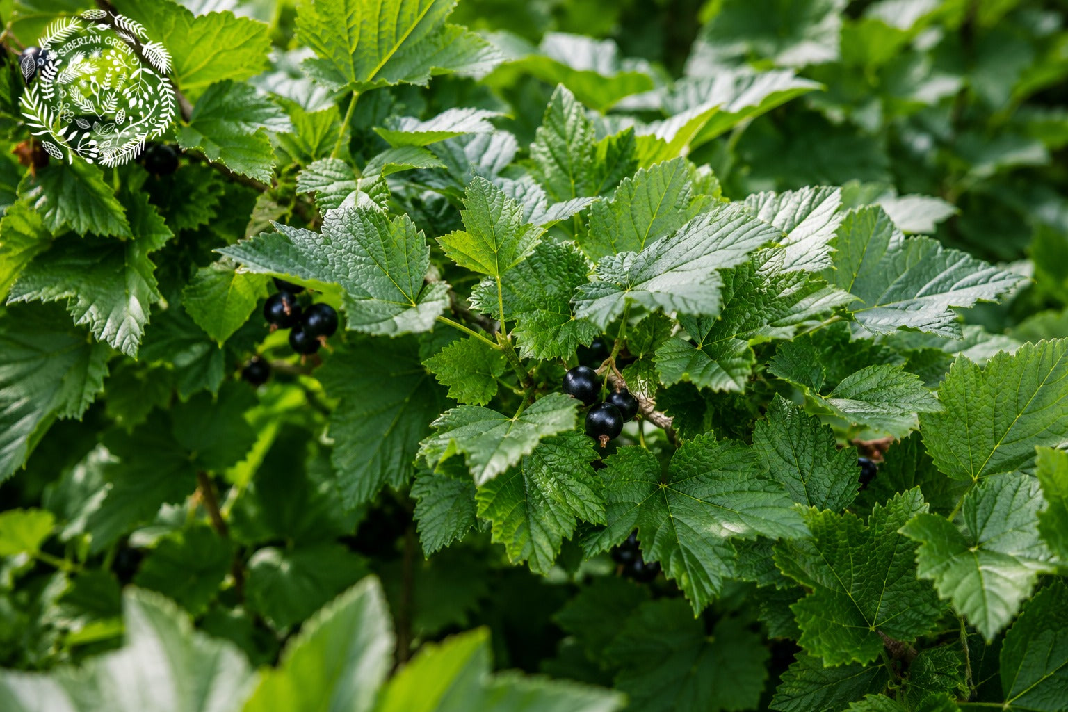 caffeine-free herbal tea Canada