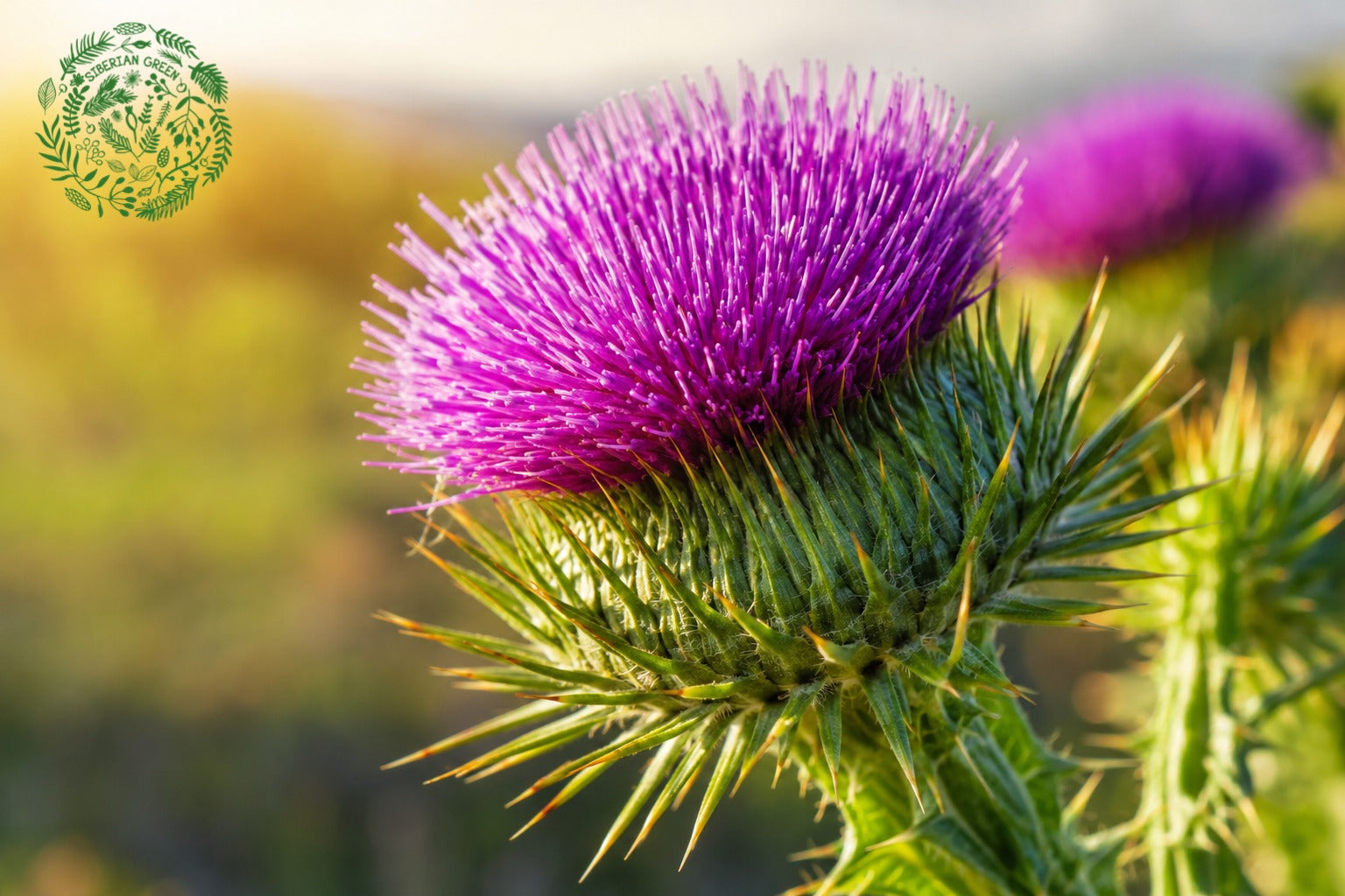 St. Mary's thistle CA