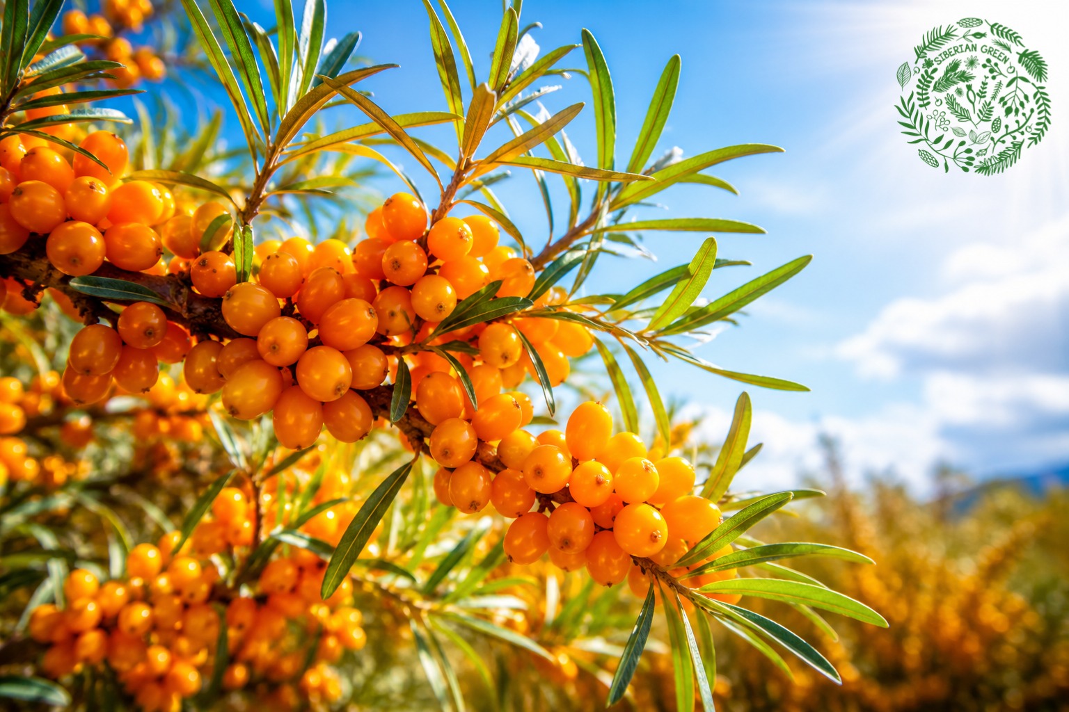 wild harvested sea buckthorn CA