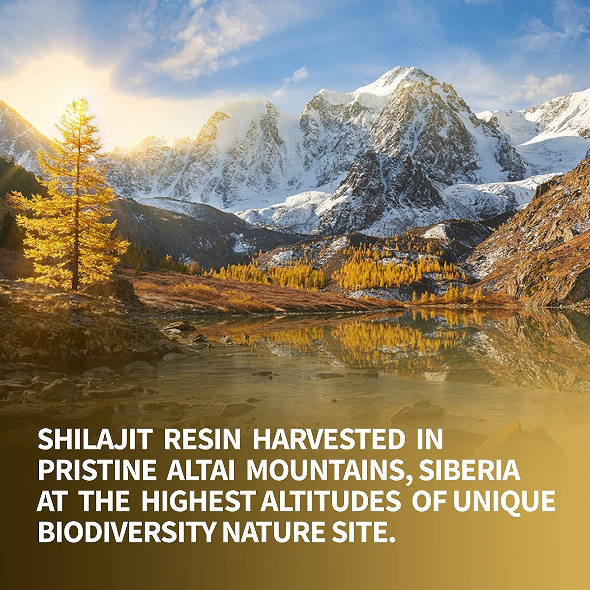 Shilajit 120 gouttes sèches Altaï &quot;Montagnes dorées&quot; vert sibérien